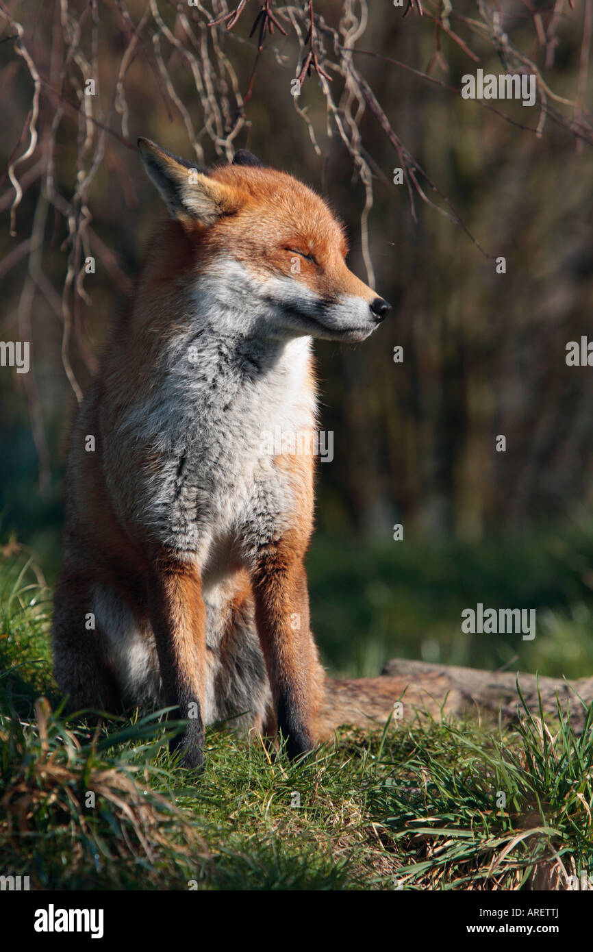 Le Renard roux Vulpes vulpes renard assis Banque D'Images