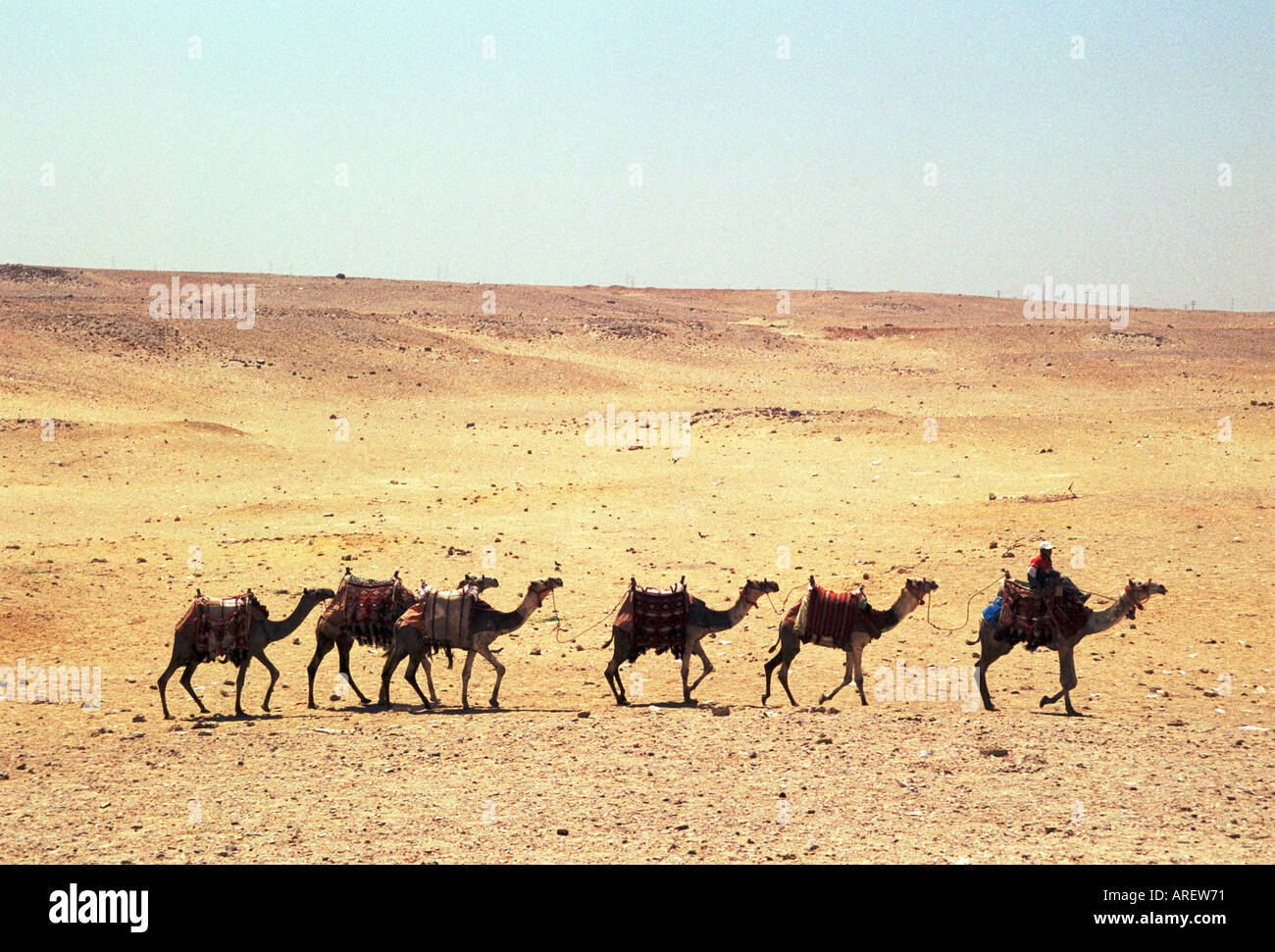 L'extérieur du train de chameaux les pyramides de Gizeh, Le Caire, Egypte Banque D'Images