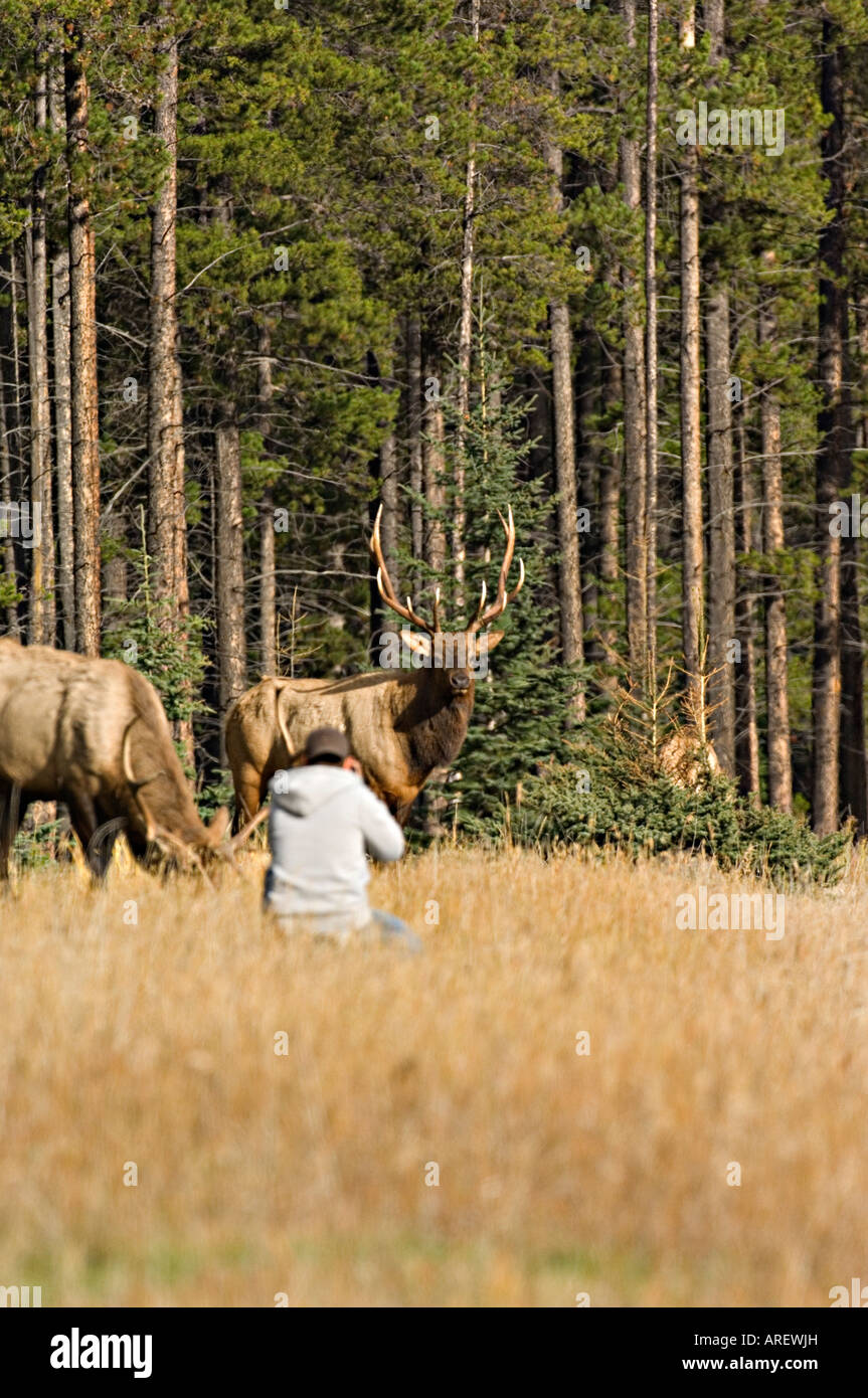 Un touriste se rendre à proximité d'un mâle sauvage dans le parc national Jasper Banque D'Images