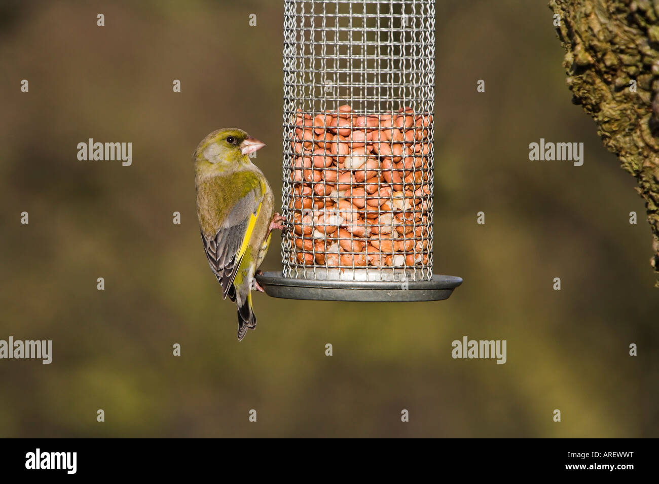 Verdier Carduelis chloris sur jardin d'arachide Banque D'Images