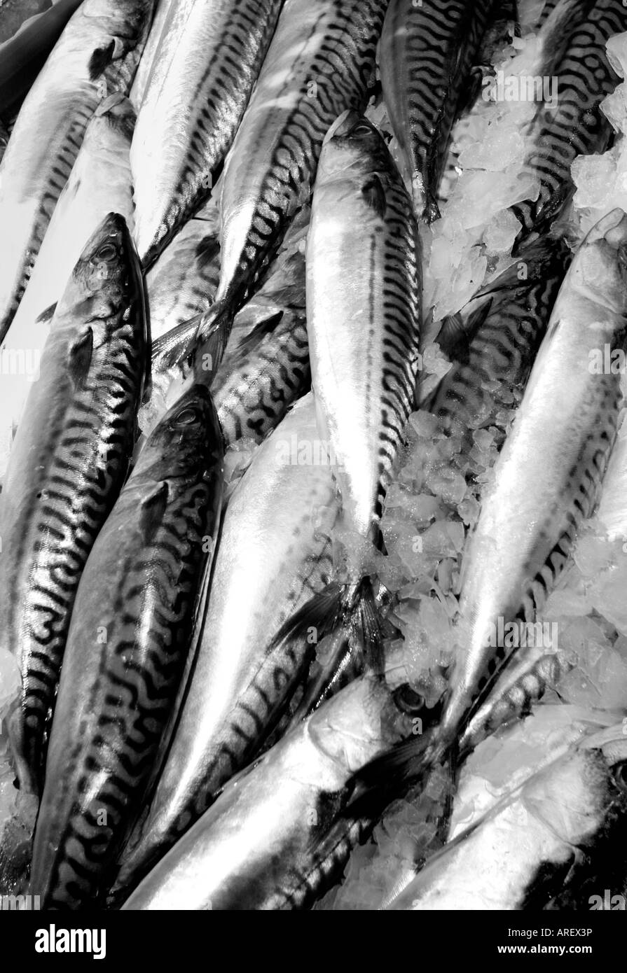 Ru Birmingham poisson frais du marché au centre-ville d'affichage Banque D'Images