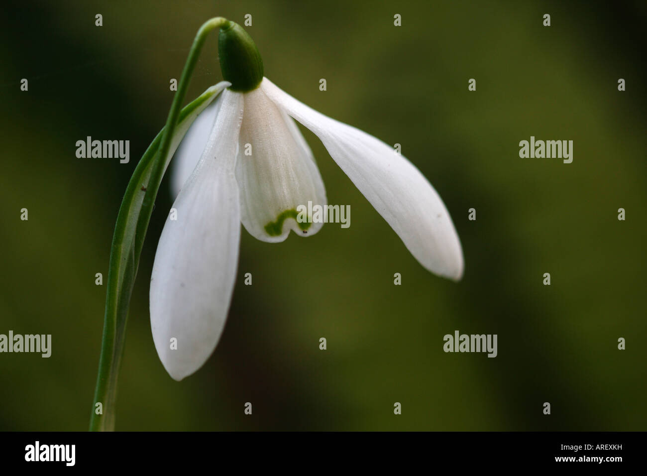 [Snowdrop Galanthus Atkinsii], 'close up' Fleur détail contre le "fond vert", England, UK Banque D'Images