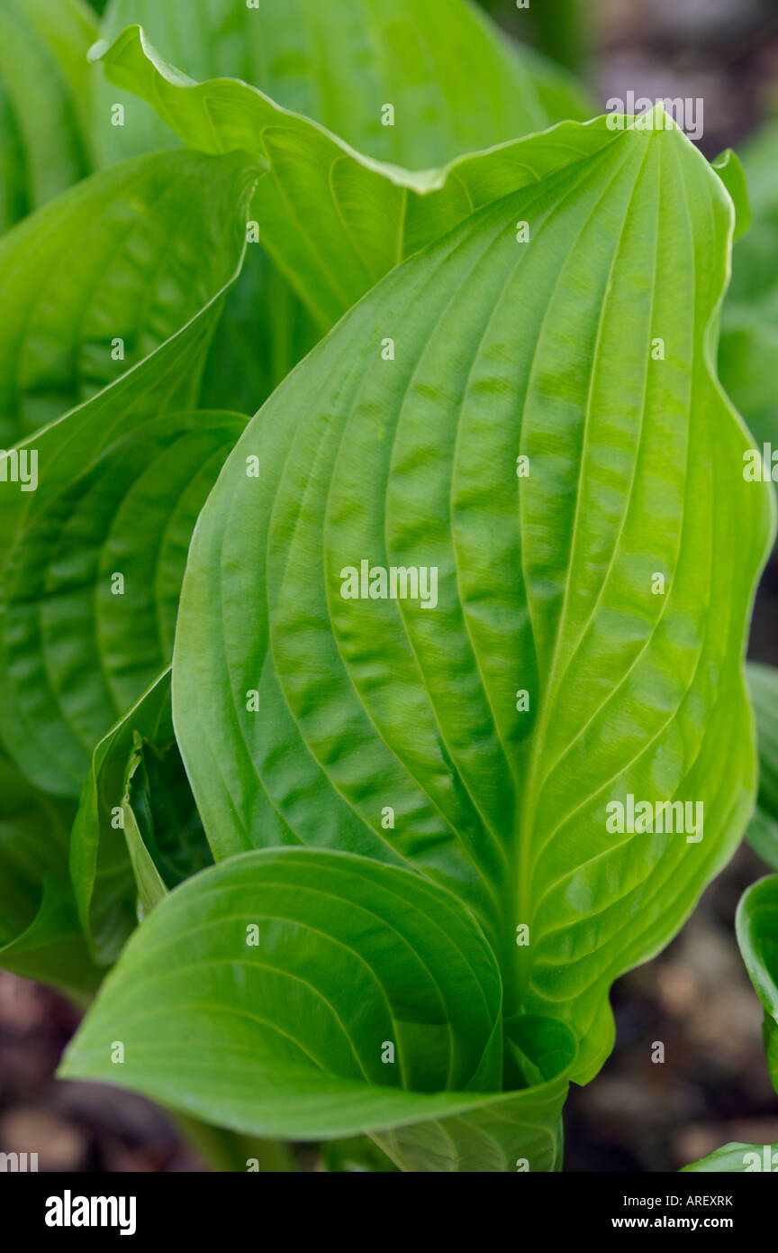 HOSTA ROYAL STANDARD Banque D'Images