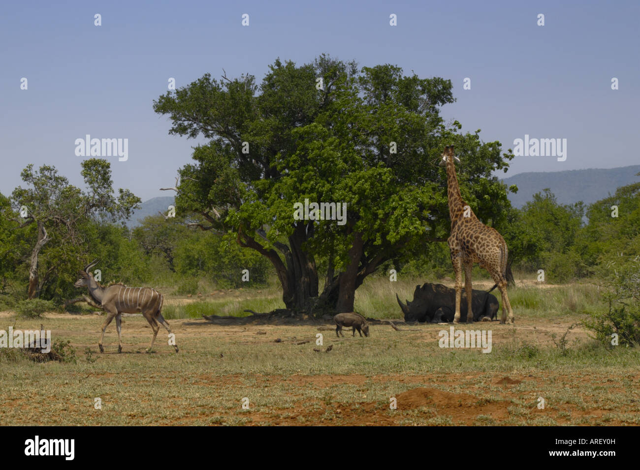 Scène étonnante à Imfolozi. Un rhinocéros, girafes, phacochères et koudou. Banque D'Images