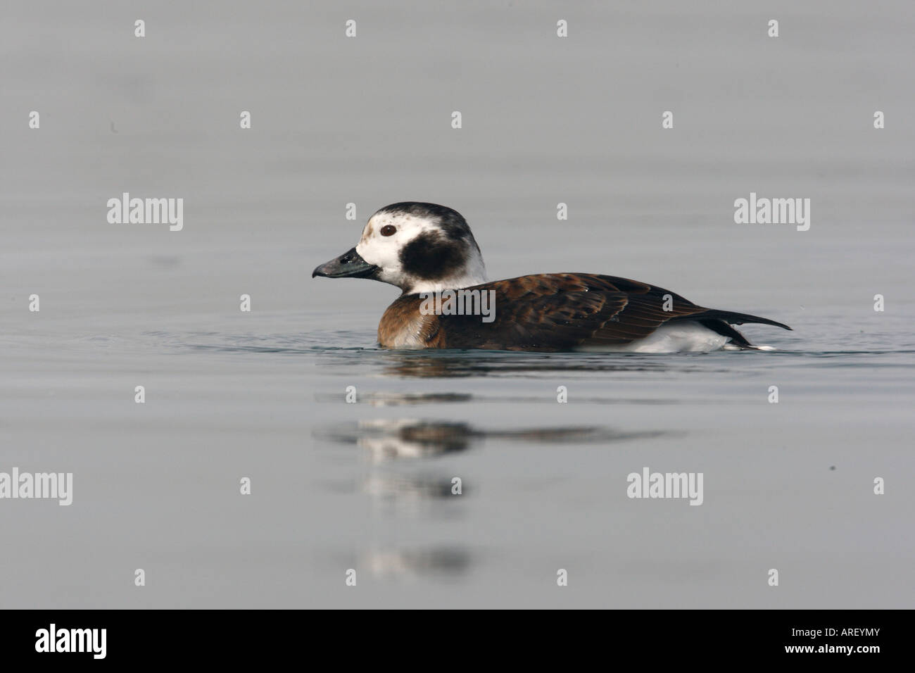 Harelde kakawi Clangula hyemalis longue Femme New York USA Banque D'Images
