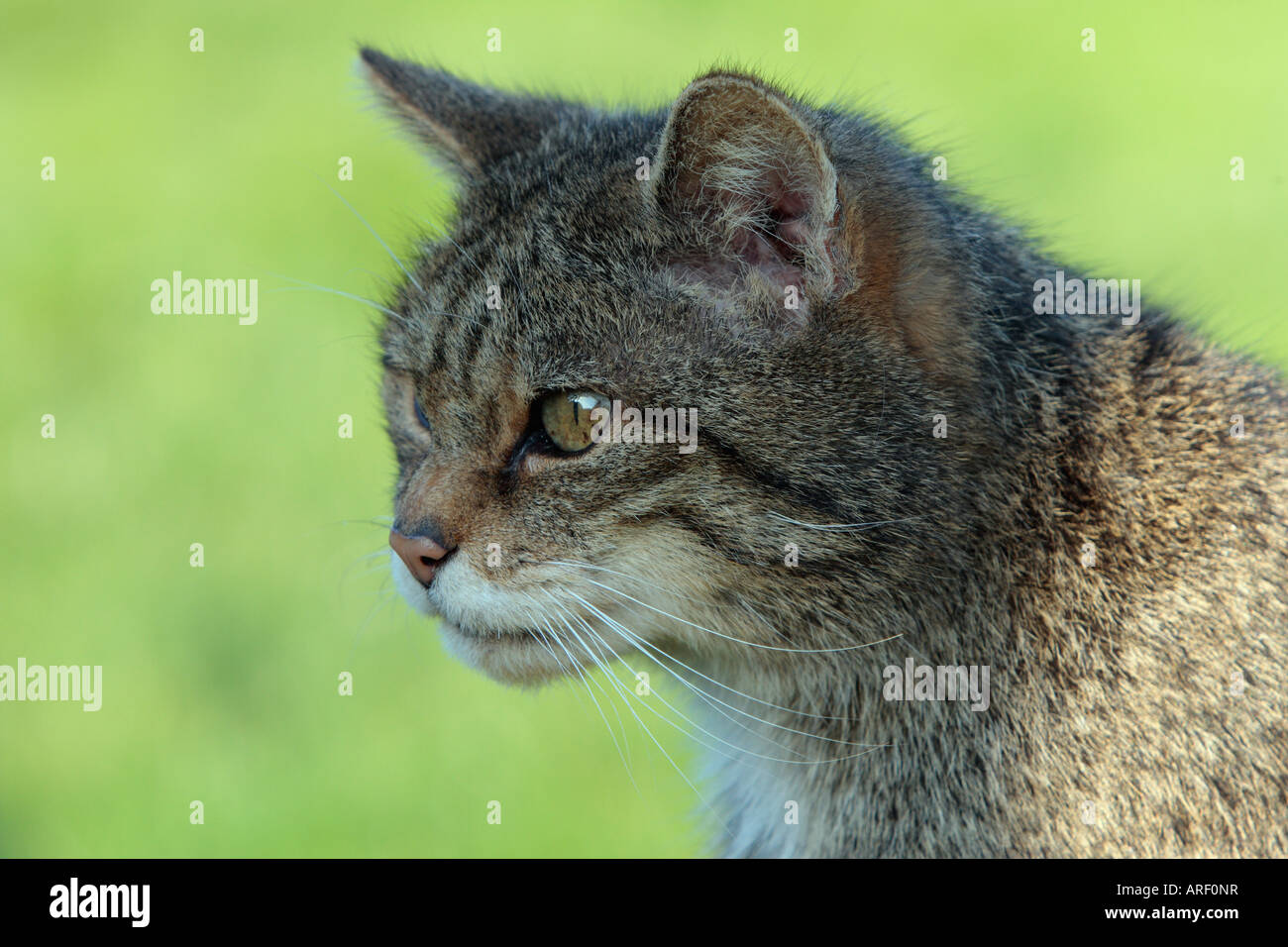 Scottish Wildcat Felis sylvestris à alerter le British wildlife centre Banque D'Images