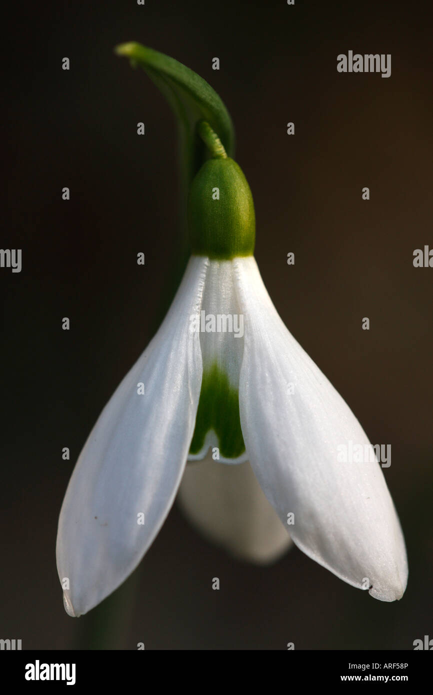 [Snowdrop Galanthus Atkinsii], 'close up' Fleur macro pétale montrant le détail, England, UK Banque D'Images