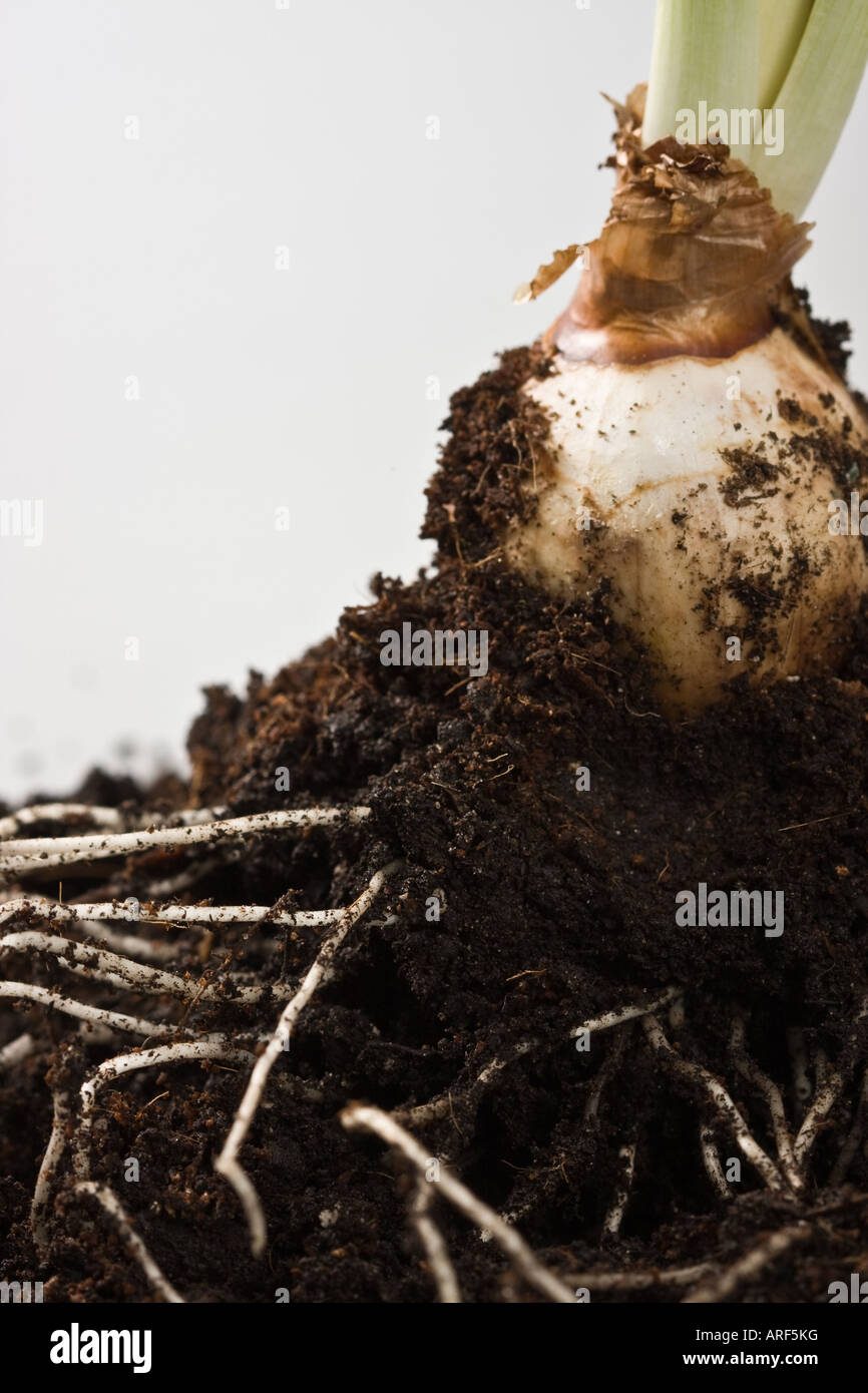 Gros plan de bulbe de fleur avec des racines dans le sol dans le jardin d'en haut gros plan vue très haute résolution aux États-Unis format vertical US haute résolution Banque D'Images