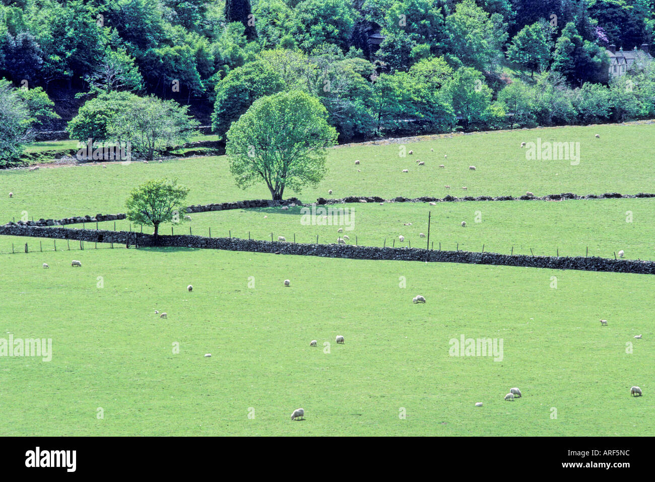 Moutons [2], au nord du Pays de Galles, Royaume-Uni Banque D'Images