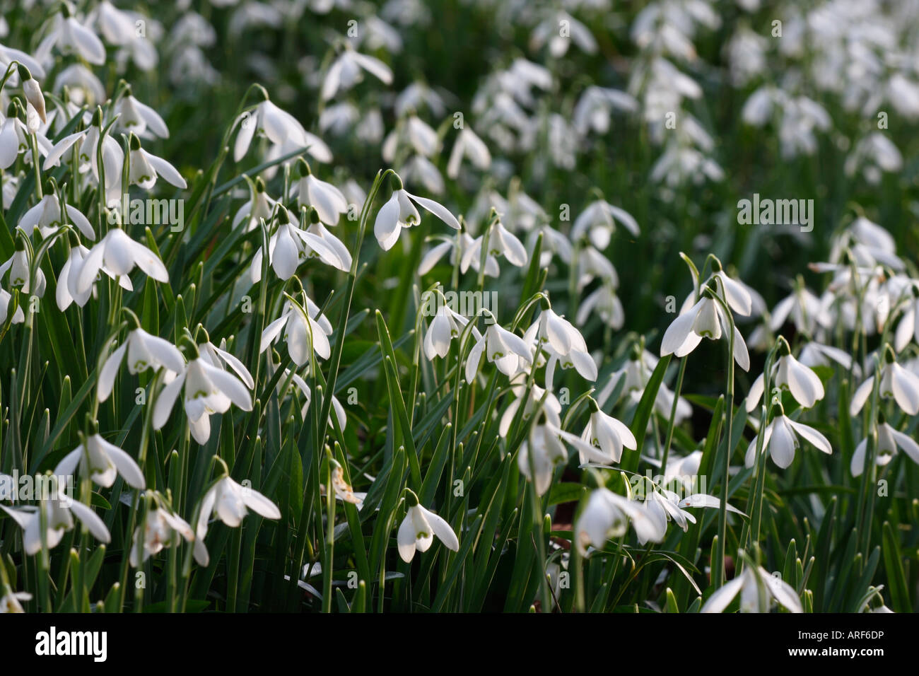 [Les perce-neige Galanthus Atkinsii], tapis blanc des fleurs de printemps, [Jardin], Painswick Rococo, England, UK Banque D'Images