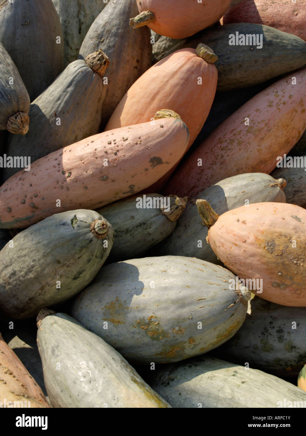 Courges d'hiver (Cucurbita maxima 'pink jumbo banana') Banque D'Images