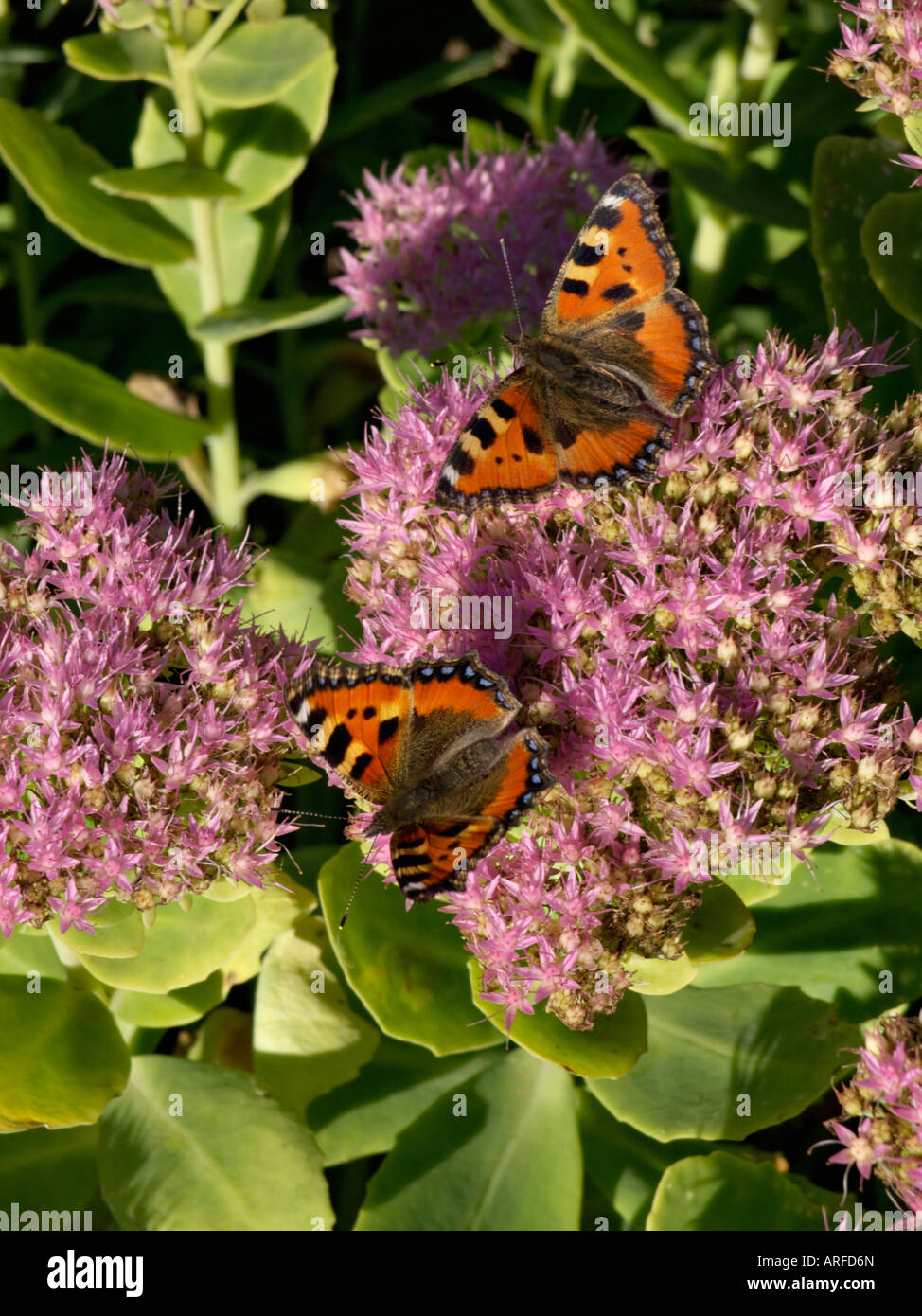 Showy stonecrop Sedum spectabile (syn. hylotelephium spectabile) et les  petites écailles de tortue (aglais urticae Photo Stock - Alamy