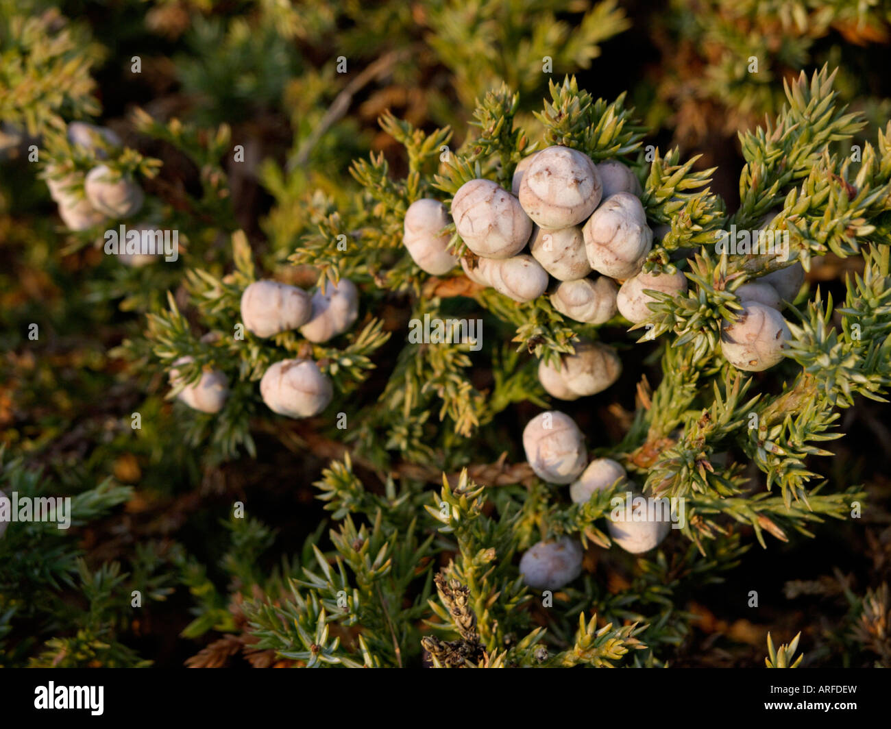 Blue Star genévrier (Juniperus squamata) Banque D'Images