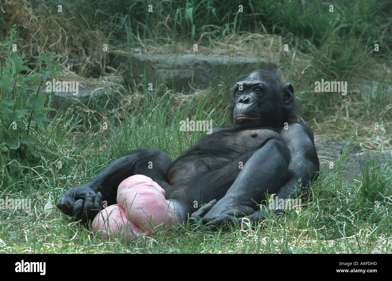 Chimpanzé Femme Dans Des Gants De Protection Blancs Boire De La