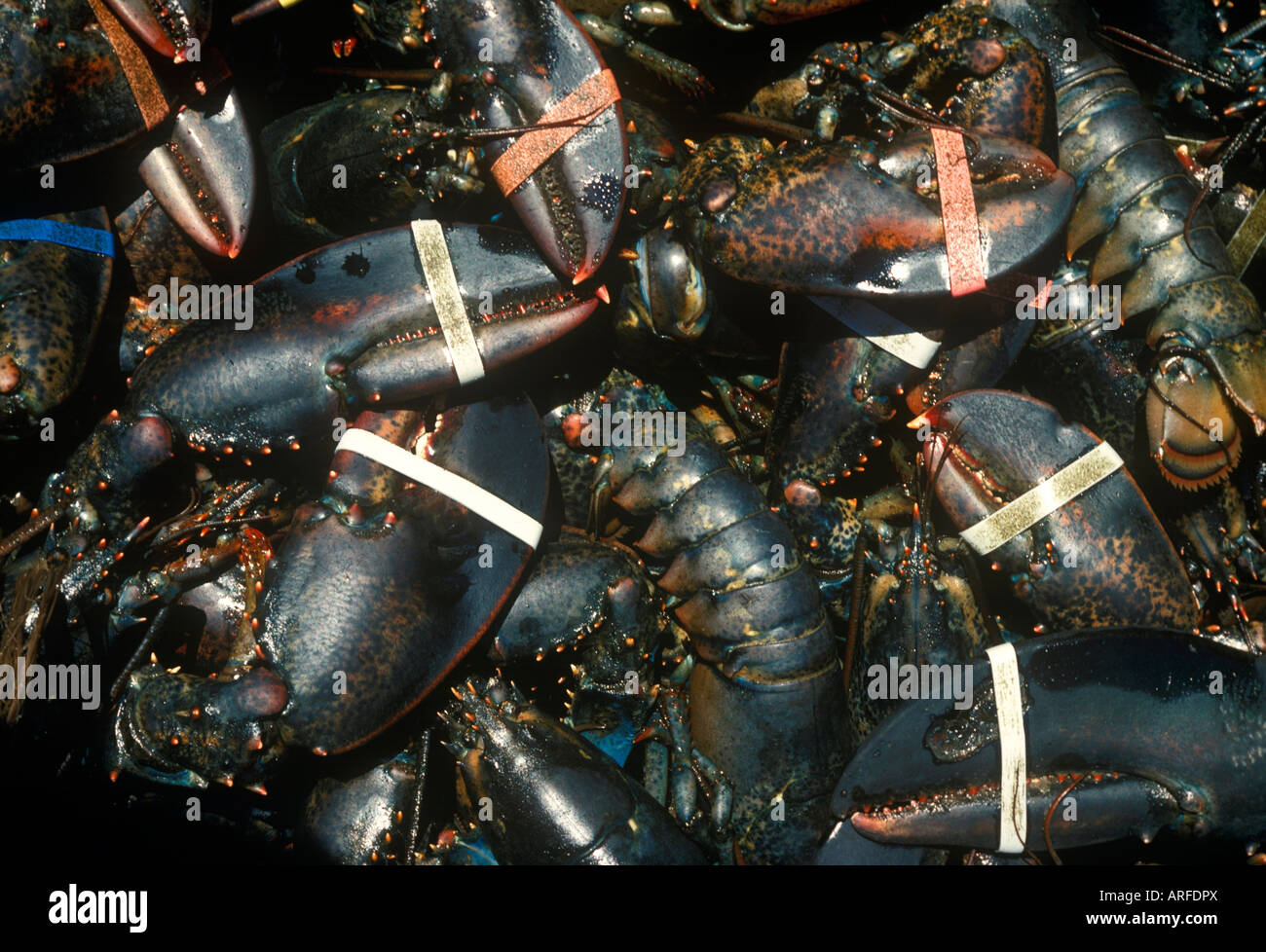 Prises de homard Banque D'Images