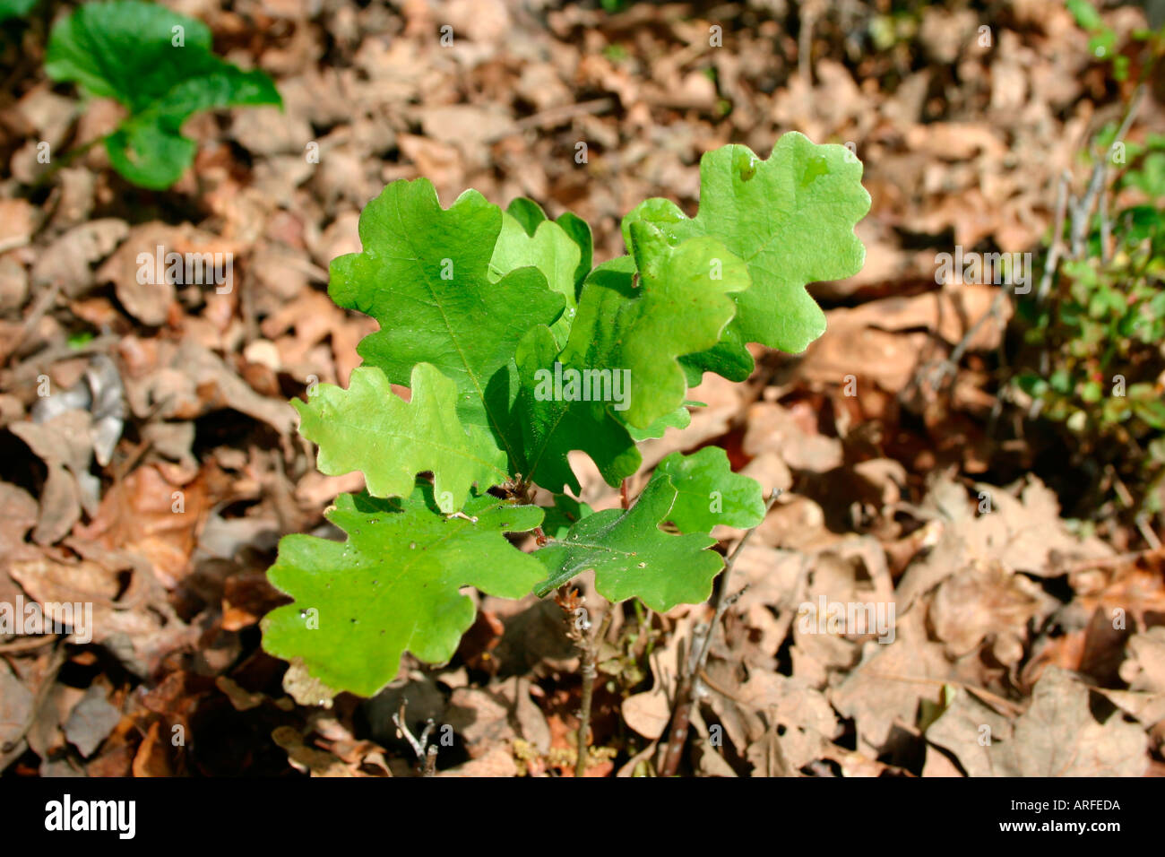 Les Feuilles Des Arbres De Chene Bebe Photo Stock Alamy