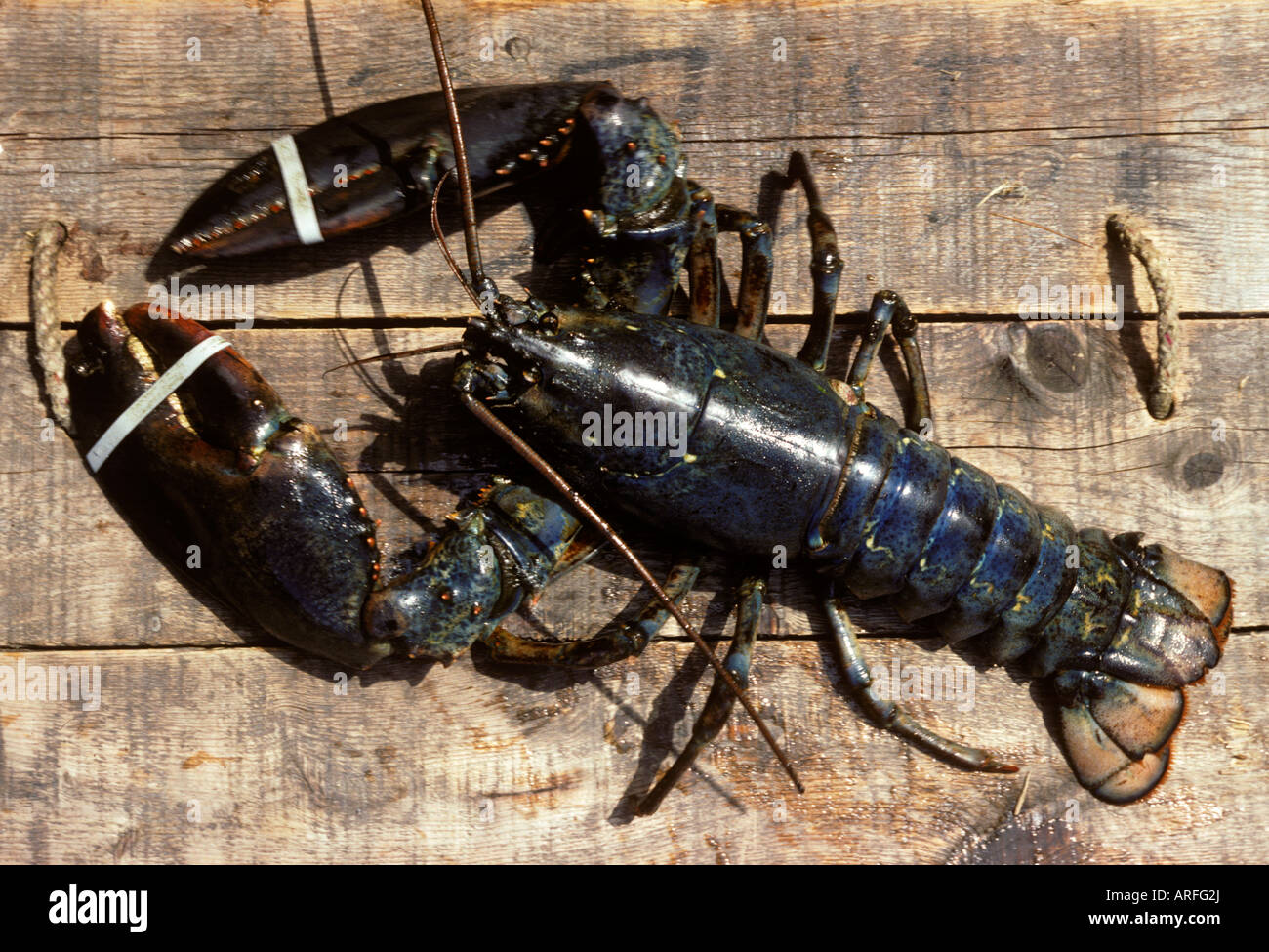 Homard Banque D'Images