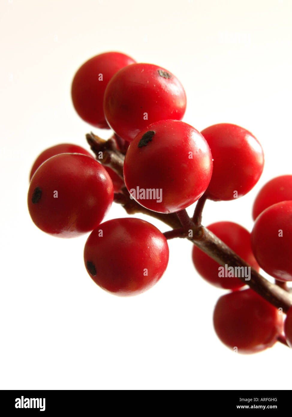 American winterberry ilex (verticilata) Banque D'Images