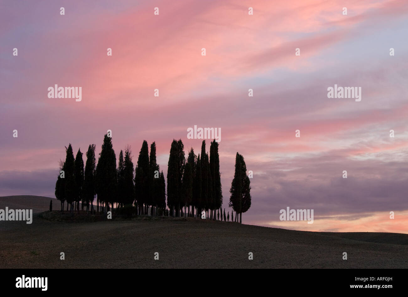 Cyprès toscans au coucher du soleil près de San Quirico d'Orcia, dans le Val d'Orcia, Toscane, Italie. Banque D'Images