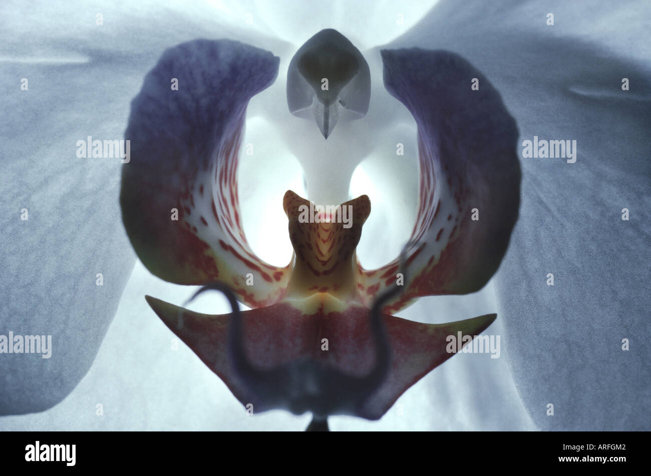 Orchidée papillon (Phalaenopsis hybride), détail de la fleur : Banque D'Images