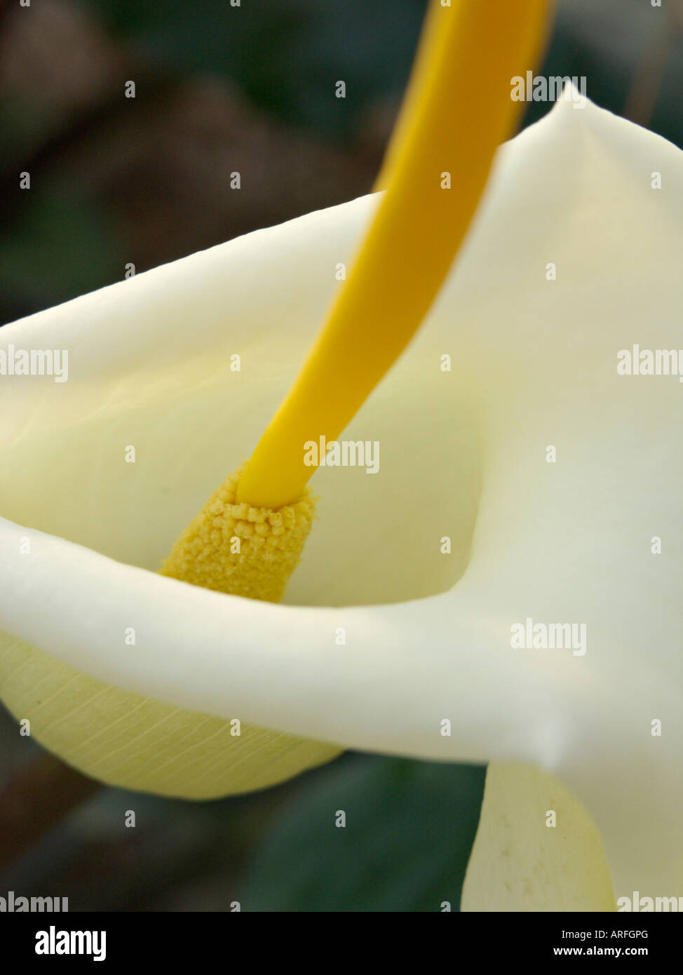 Arums blancs Banque de photographies et d’images à haute résolution - Alamy