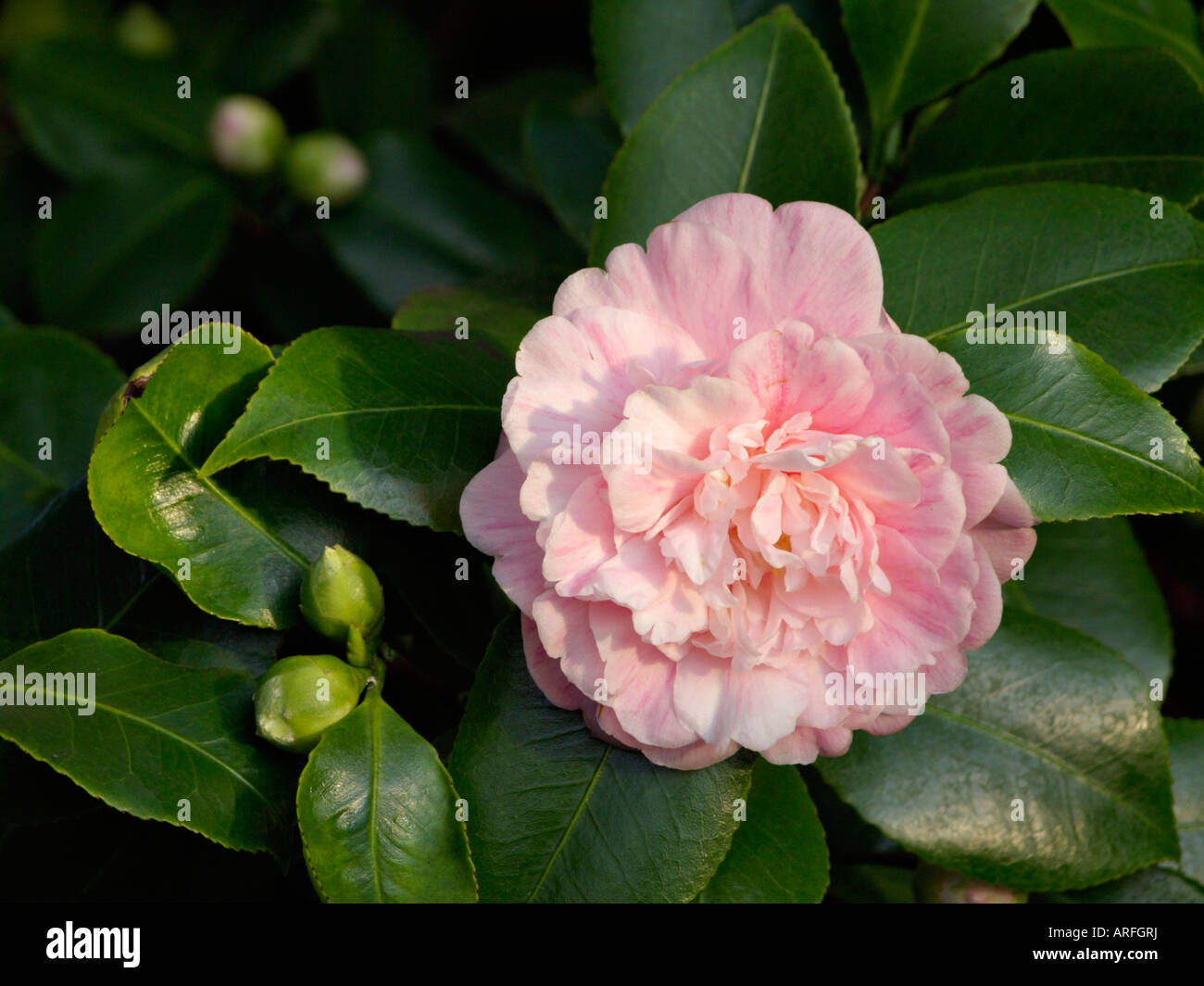 Japanese camellia (camellia japonica 'prinz albert') Banque D'Images