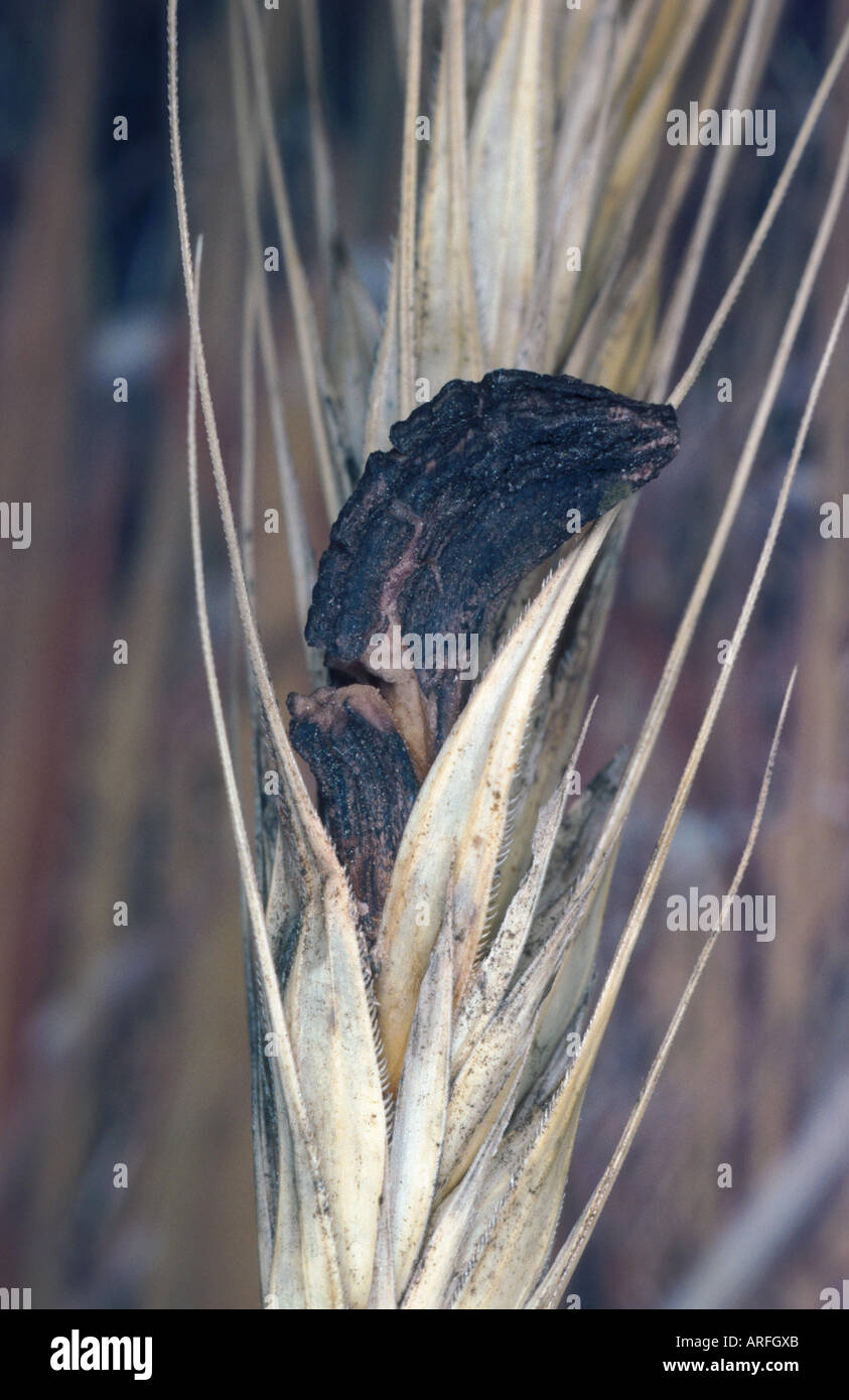 L'ergot, racine de sang (Claviceps purpurea), détail d'un organe de fructification sur une tige du grain Banque D'Images L'ergot, racine de sang (Claviceps purpurea), détail d'un organe de fructification sur une tige du grain Banque D'Images