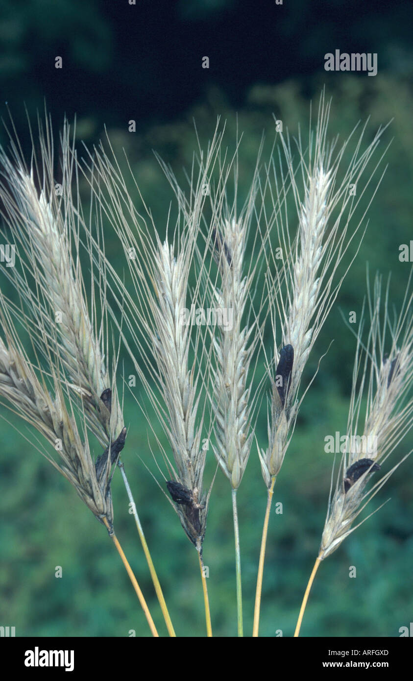 Le sang, l'ergot Claviceps purpurea (racine), des organes de fructification sur un grain de tiges, de Secale cereale Banque D'Images Le sang, l'ergot Claviceps purpurea (racine), des organes de fructification sur un grain de tiges, de Secale cereale Banque D'Images