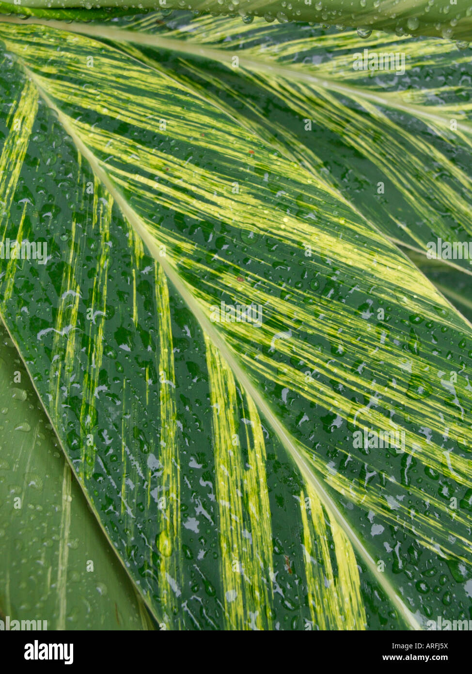 Alpinia zerumbet gingembre (shell 'Variegata') Banque D'Images