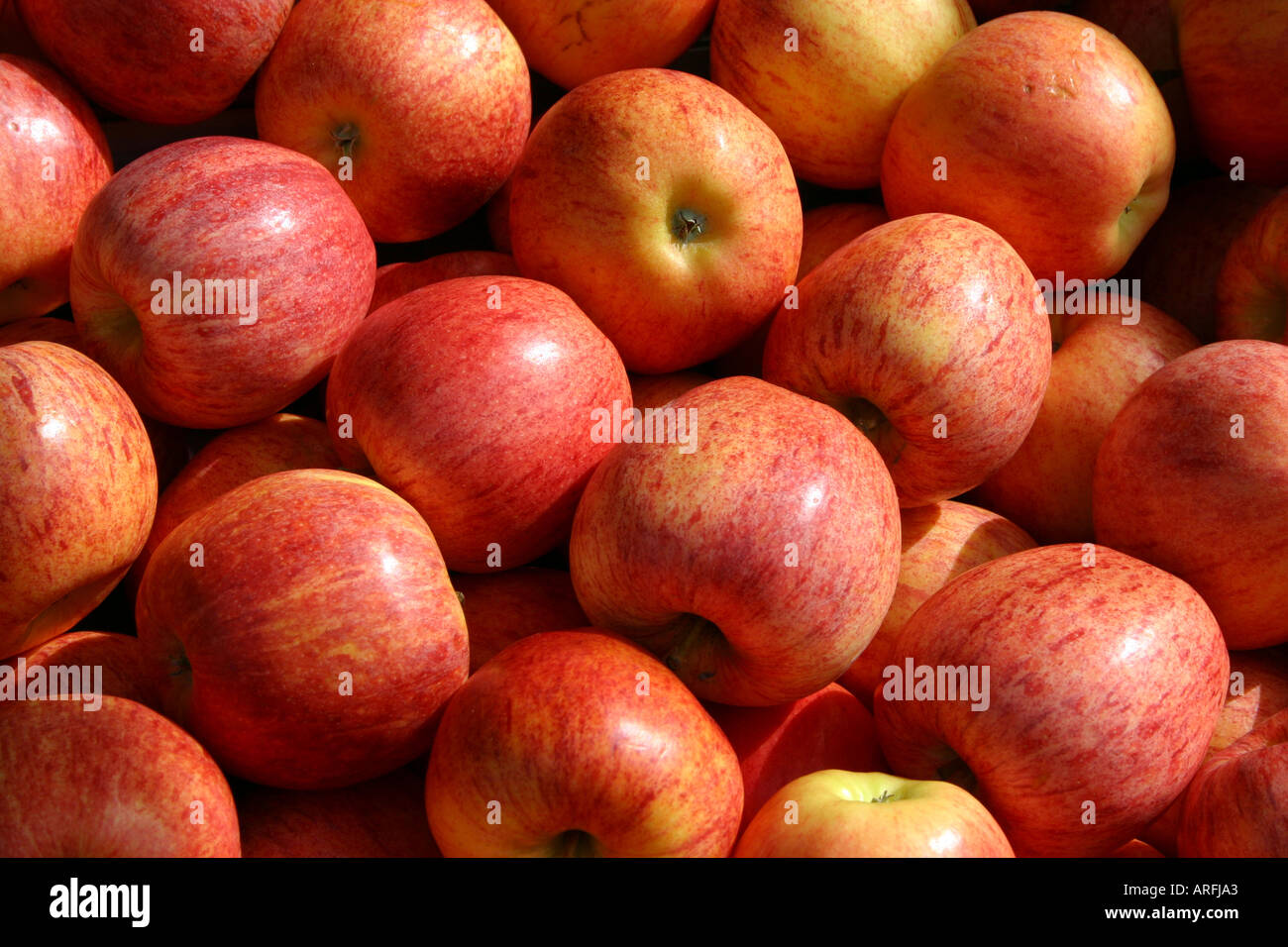 Pommes biologiques Banque D'Images