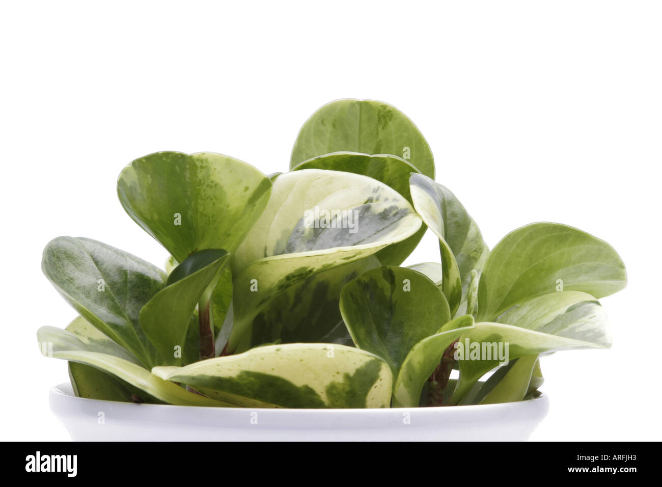 Peperomia, larmes de crocodile, usine de caoutchouc bébé (Peperomia obtusifolia larmes de crocodile, Peperomia obtusifolia 'larmes de crocodile'), Banque D'Images