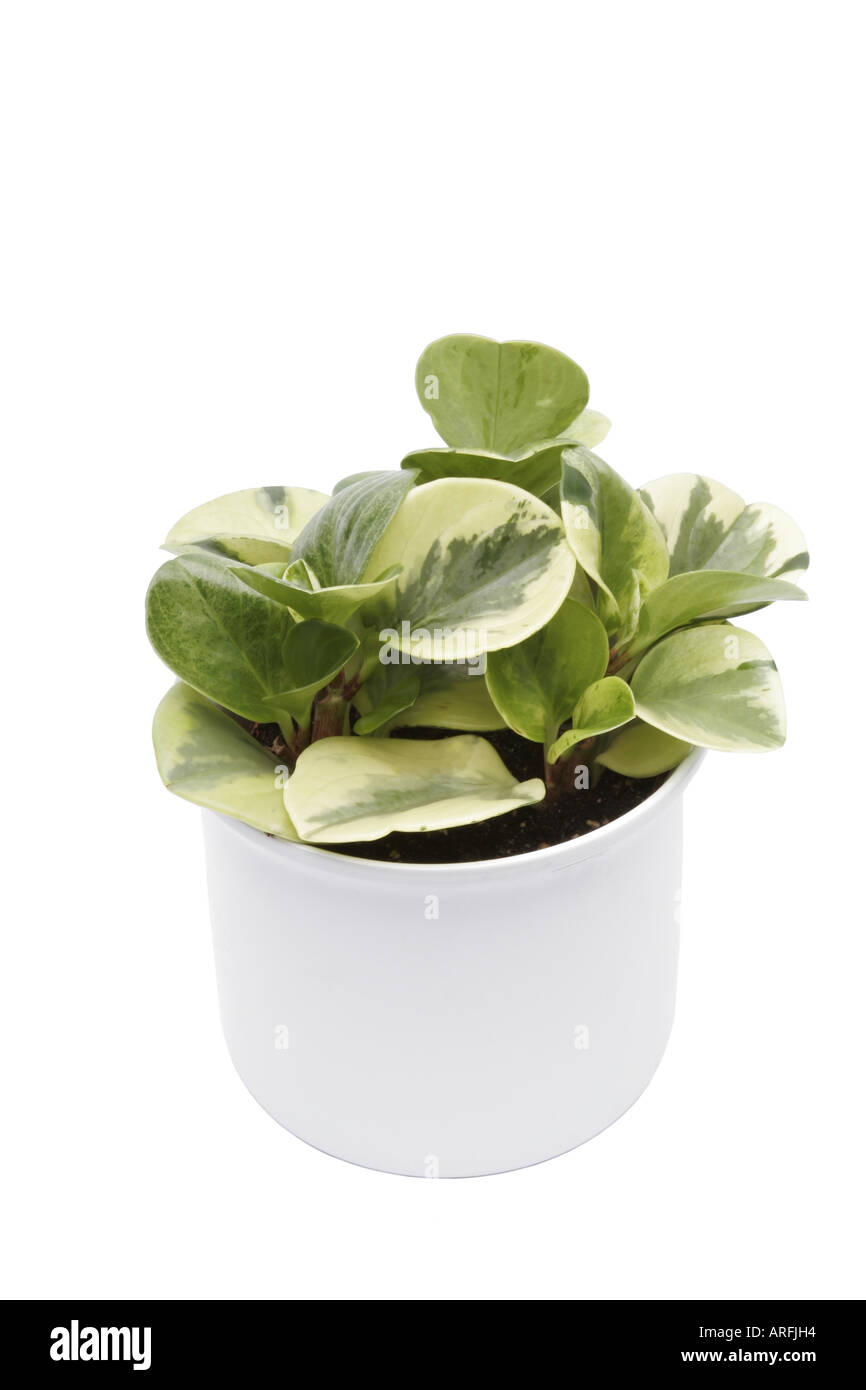 Peperomia, larmes de crocodile, usine de caoutchouc bébé (Peperomia obtusifolia larmes de crocodile, Peperomia obtusifolia 'larmes de crocodile'), Banque D'Images