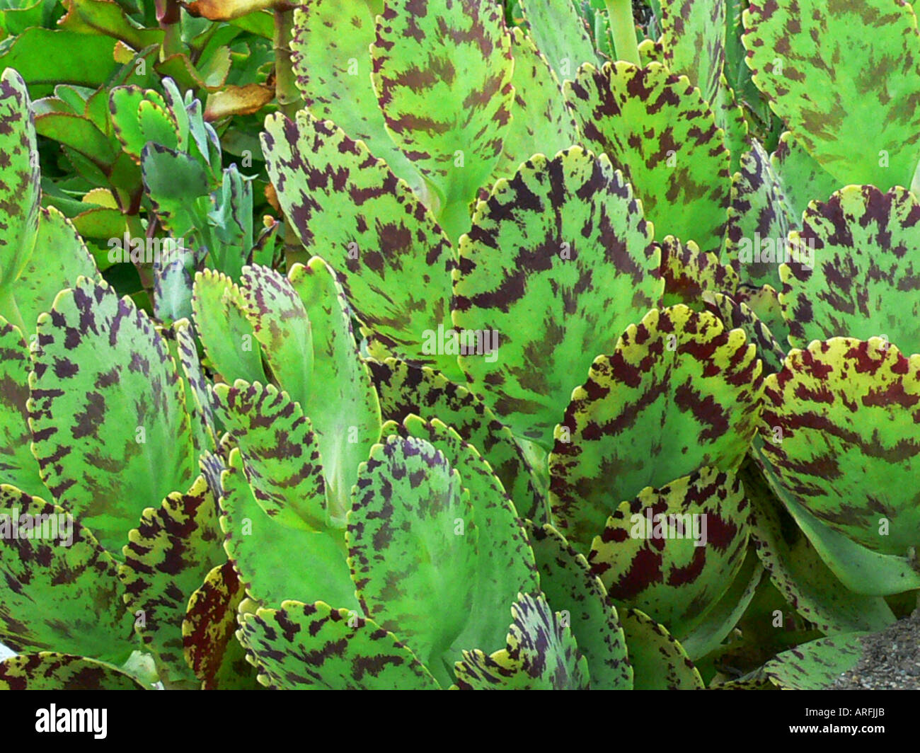 L'usine d'essuie-glace stylo, Penwiper (plante Kalanchoe marmorata), feuilles Banque D'Images