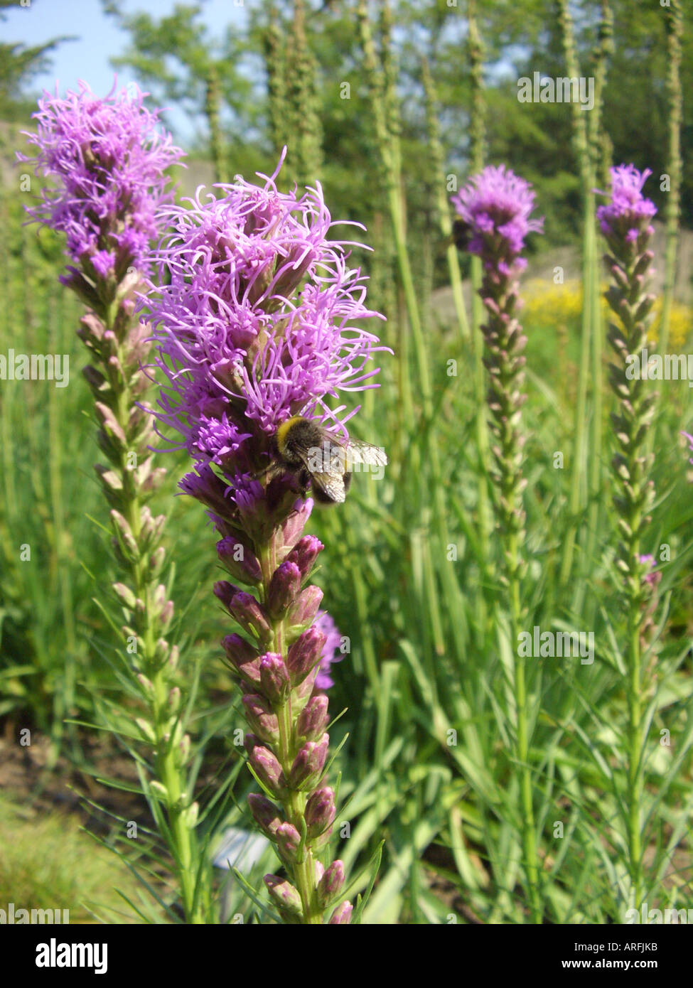 Sanicle de bouton, Liatris, Blazing Star (Liatris spicata), inflorescences Banque D'Images