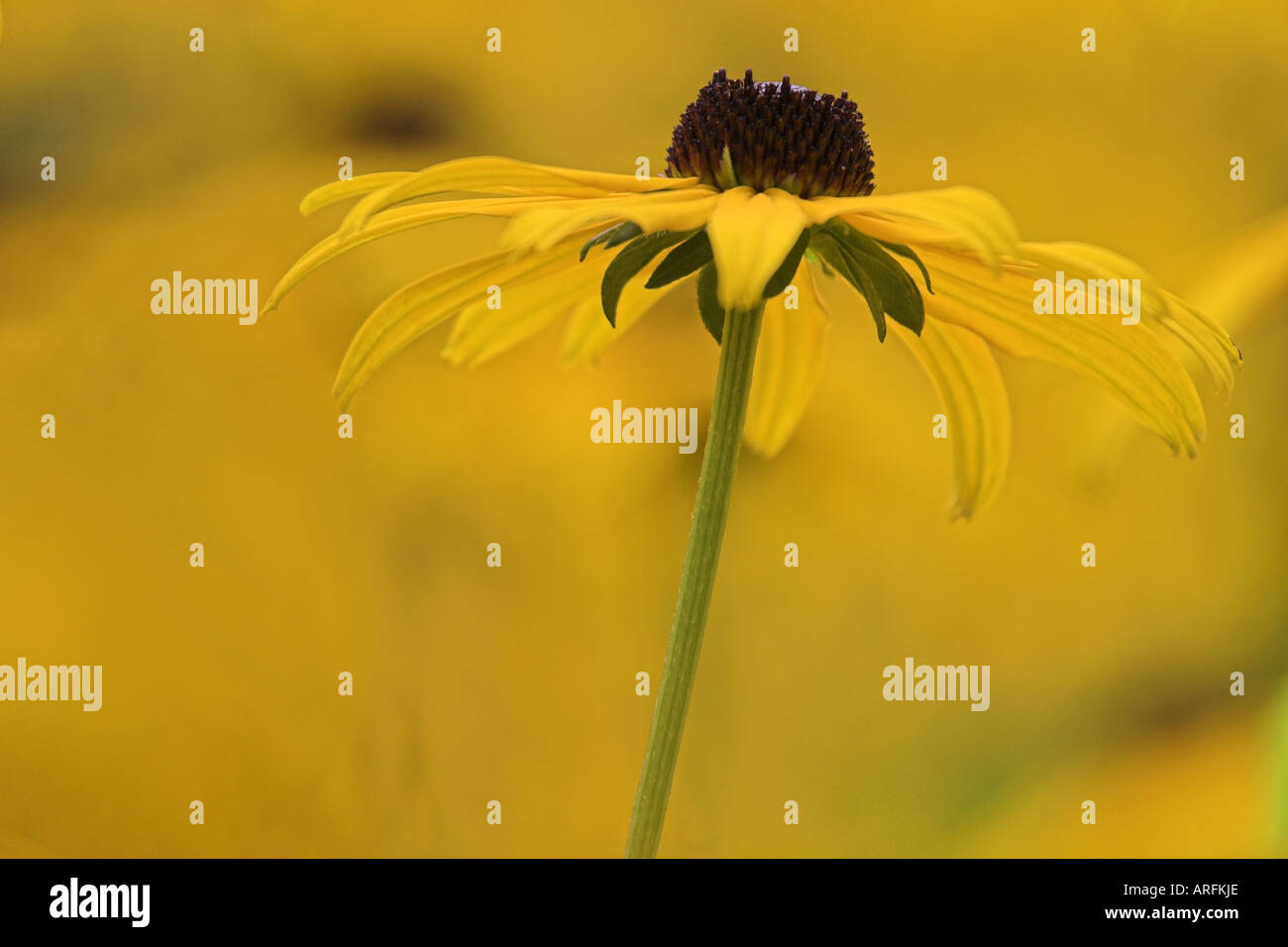 Golden coneflower (Rudbeckia fulgida 'Goldsturm', Rudbeckia fulgida Goldsturm), l'inflorescence (capitule), Allemagne Banque D'Images