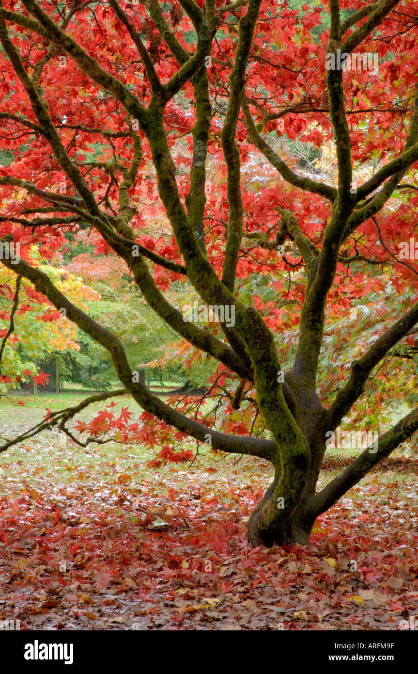 De l'auvent rouge érable japonais Acer palmatum Banque D'Images