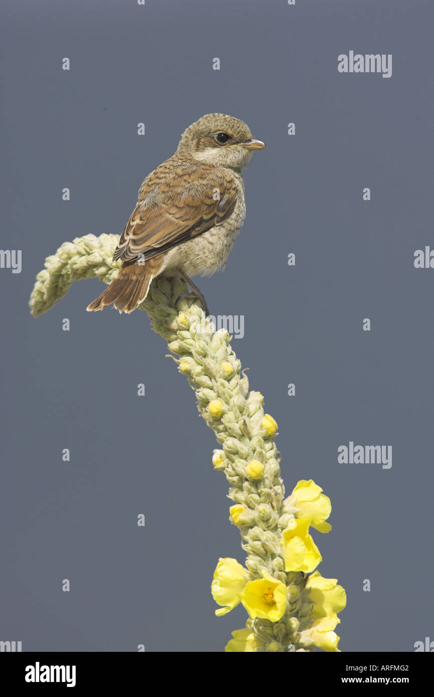 Pie-grièche écorcheur (Lanius collurio), le jeune oiseau posé sur Molène, Verbascum, Grèce, Macedonien Banque D'Images