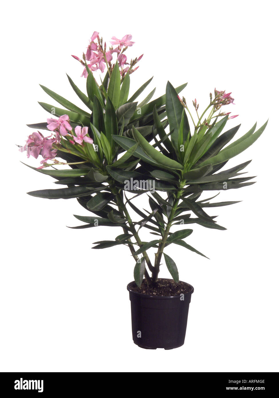 Laurier-rose (Nerium oleander), plante en pot Banque D'Images