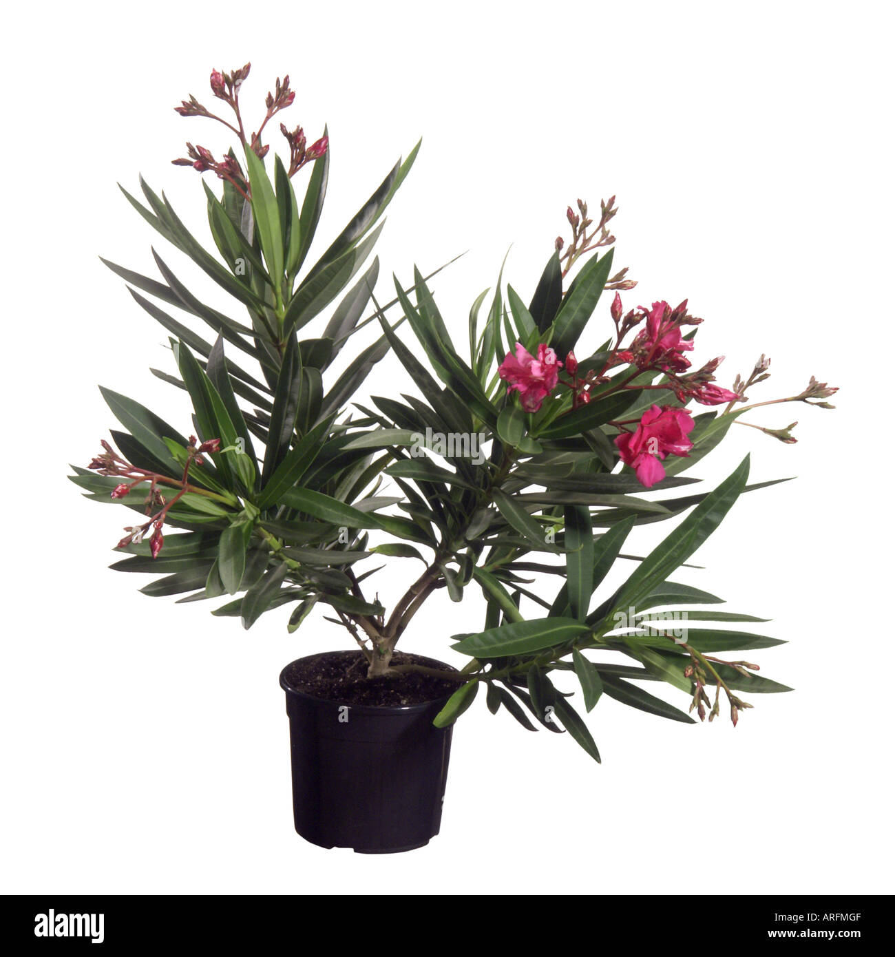 Laurier-rose (Nerium oleander), plante en pot Banque D'Images