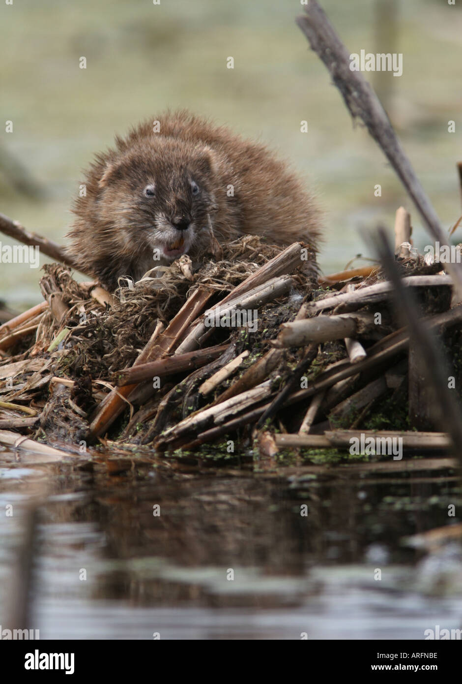 Muskrat lodge Banque de photographies et d’images à haute résolution ...