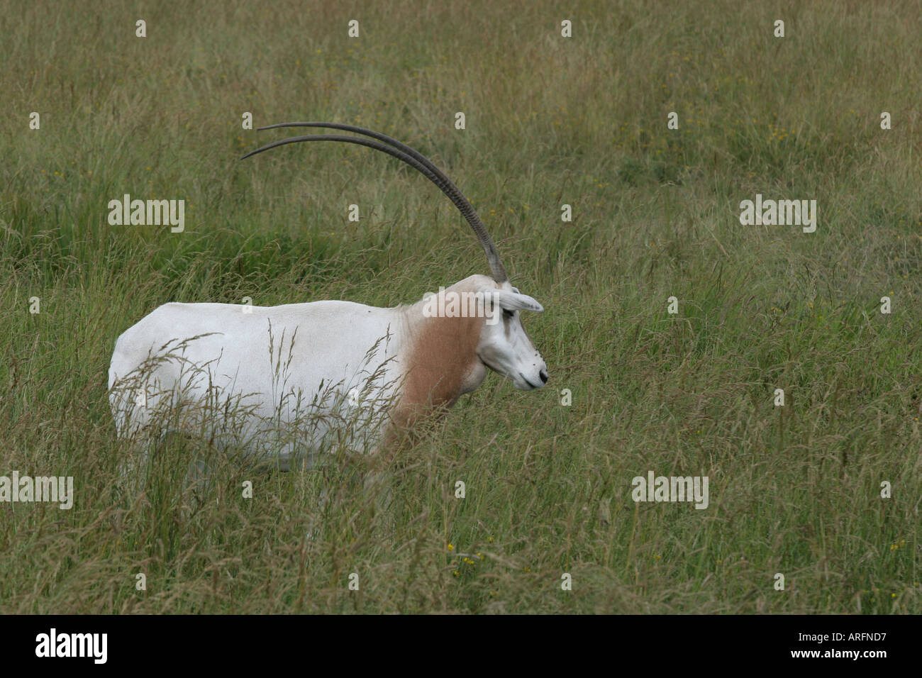 Scimitar-Horned Oryx les Wilds régénérés mine à Ohio Banque D'Images