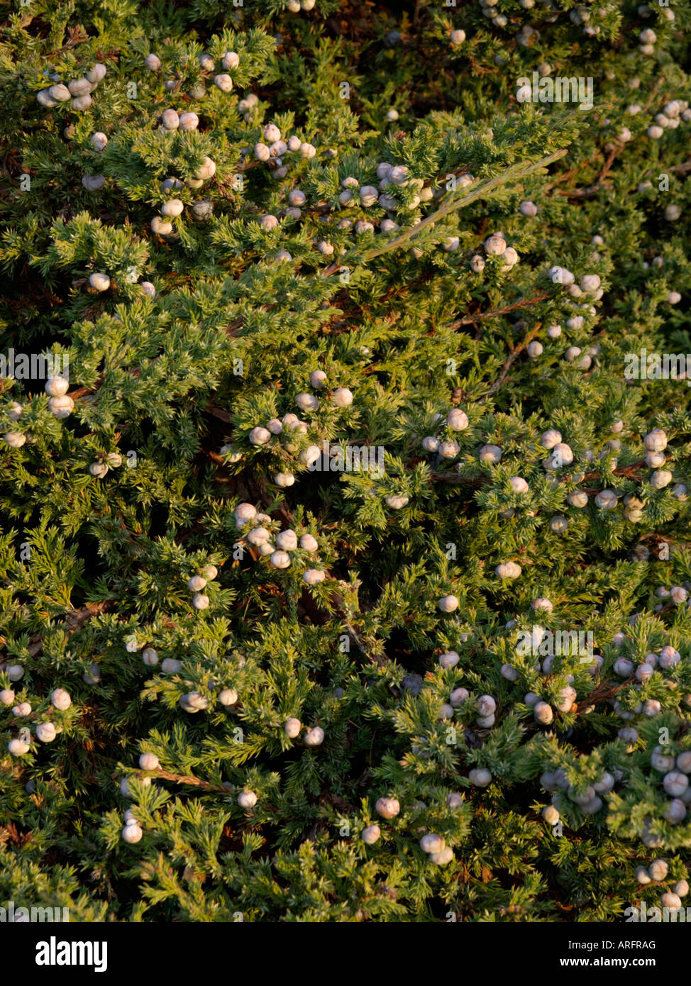 Blue Star genévrier (Juniperus squamata) Banque D'Images