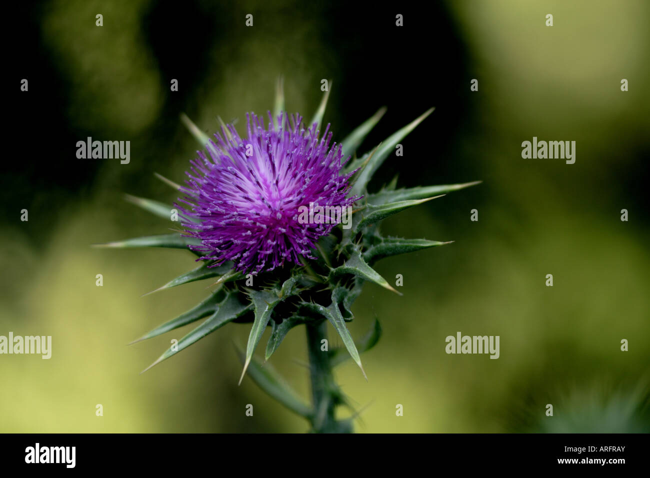 CHARDON DE LAIT (silybum marianum) Banque D'Images CHARDON DE LAIT (silybum marianum) Banque D'Images