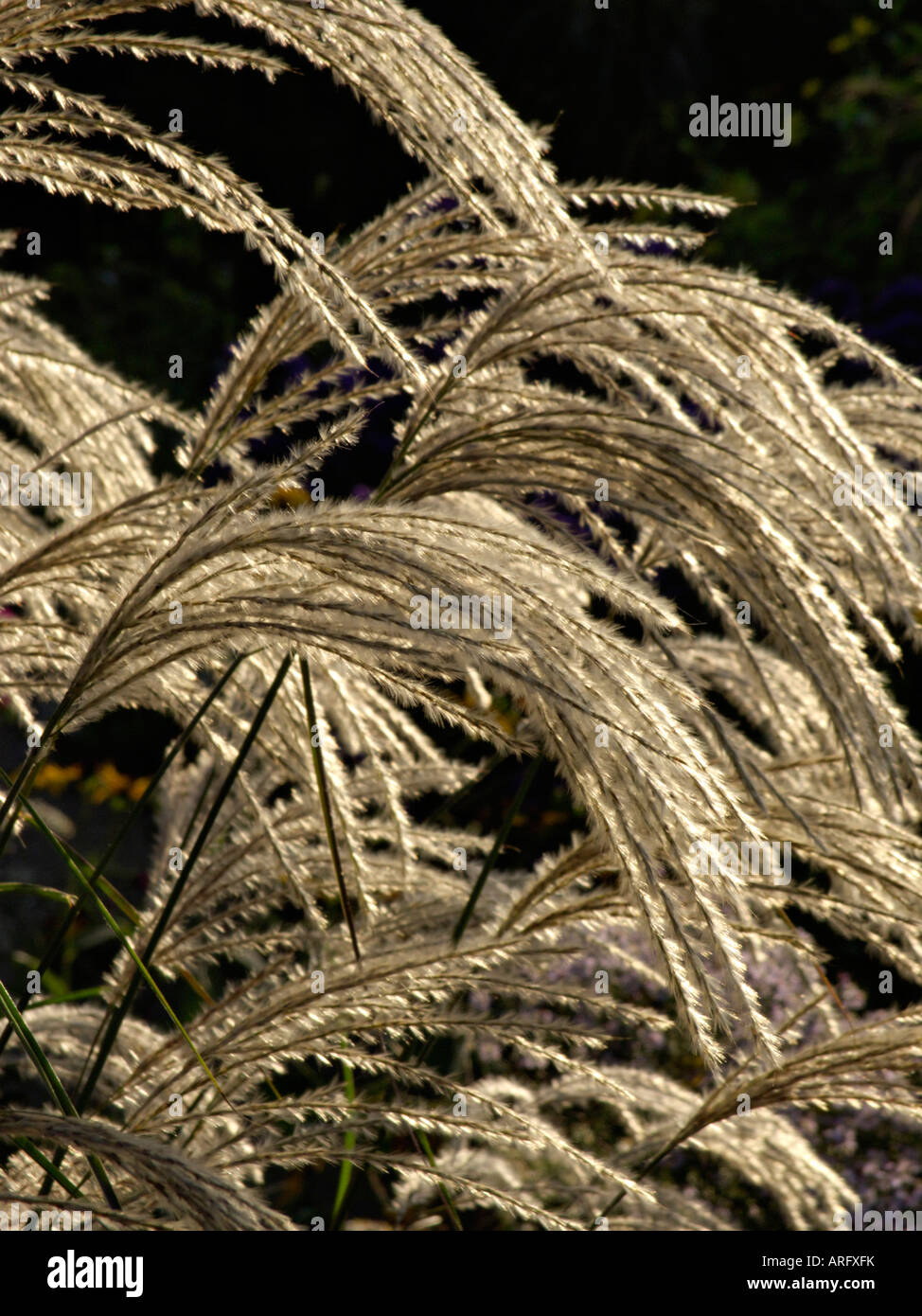 L'herbe d'argent chinois (Miscanthus sinensis 'kaskade') Banque D'Images
