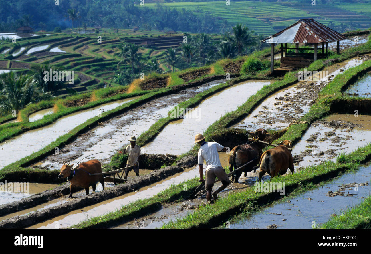 L'eau des rizières de Bali Buffalo de culture Banque D'Images