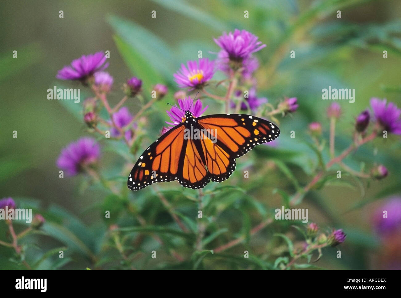 Close-up de Monarch Butterfly Banque D'Images