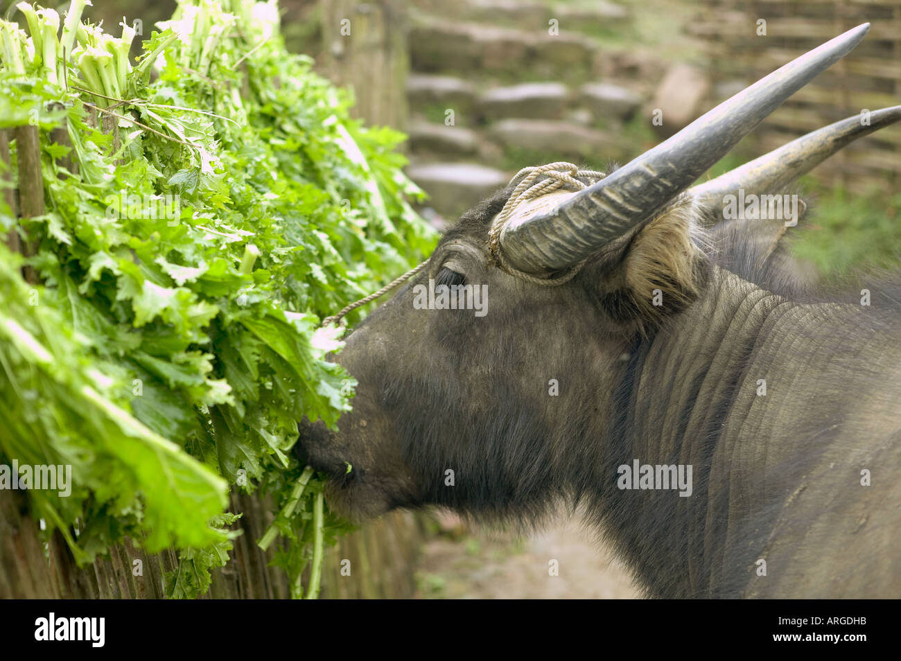 L'eau d'un buffalow de manger. Banque D'Images