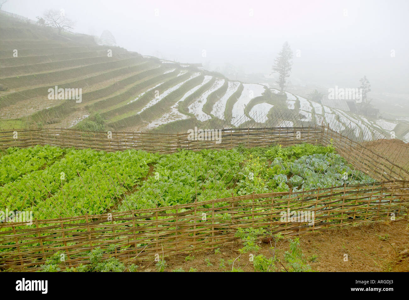 Le brouillard entoure les champs en terrasses dans la région de Sapa, Vietnam. Banque D'Images