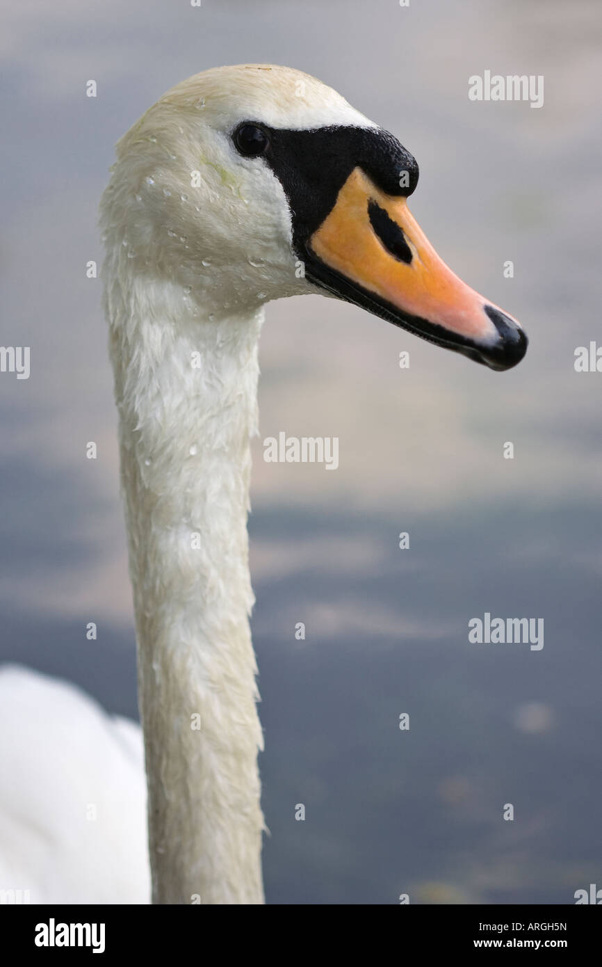 Portrait d'un cygne tuberculé Cygnus olor adultes avec des gouttes d'eau sur ses plumes blanches Banque D'Images