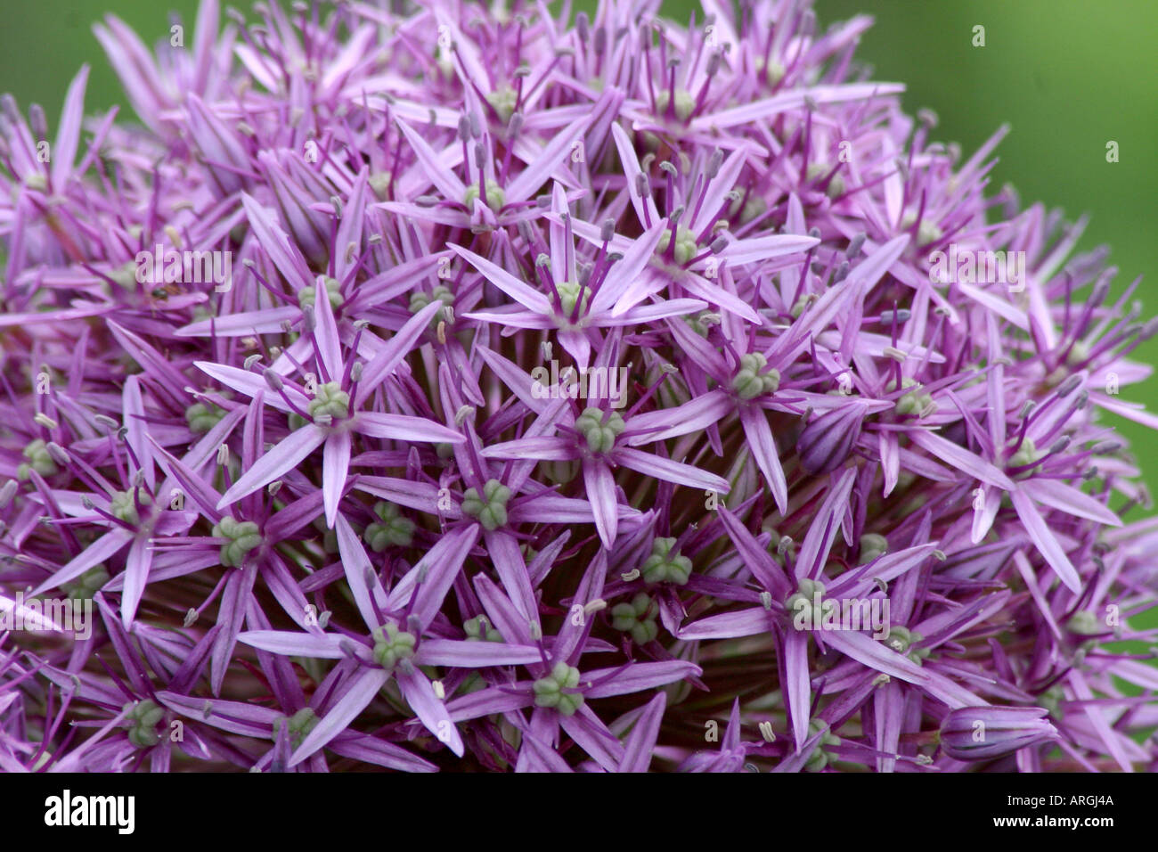 Une masse de petites fleurs mauve allium giganteum. Banque D'Images